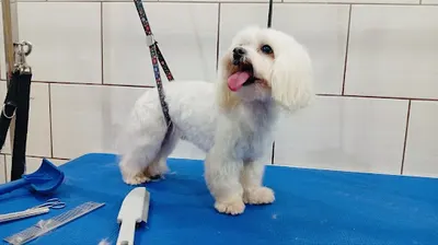 Profesionalny Salon Groomerski PYSZCZEK fryzjer dla psa fryzjer dla kota